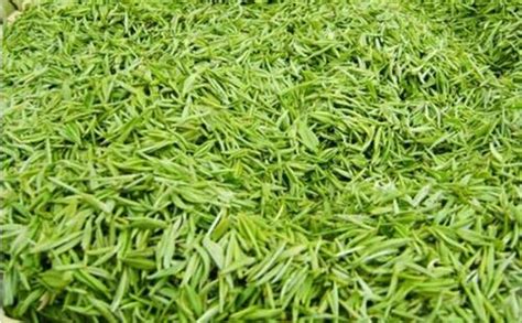 求問信陽毛尖茶葉有什么特點，怎樣去辨別？