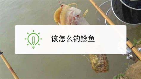 什么是鲶鱼效应