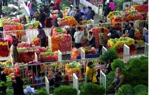 南阳市的花卉市场在哪里?哪里卖花便宜呢