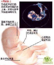 1-40周胎儿发育过程图