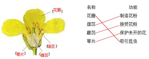 三年级植物类的句子