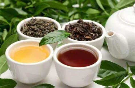 烏龍茶有哪幾種？