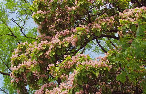 楸子树有几种品种和它的价值
