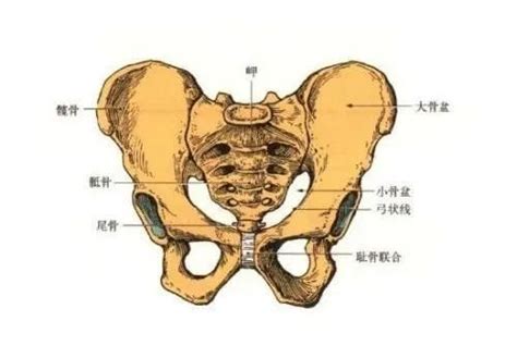 耻骨部位穴位图