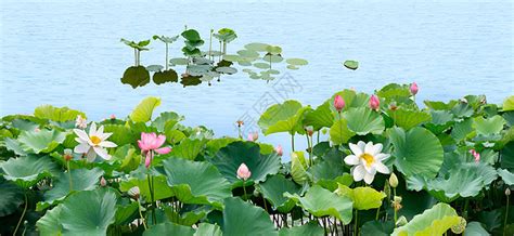 夏日荷花-写物作文350字（推荐6则）