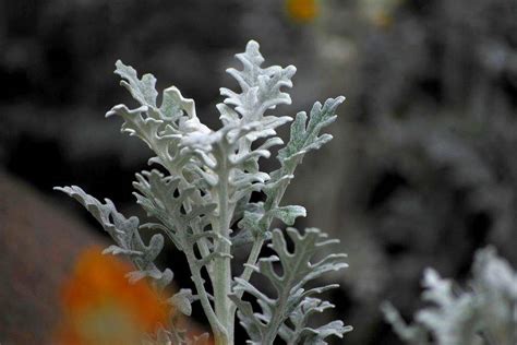 多肉植物圆叶雪l莲怎样栽种