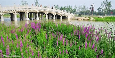 西安最大最便宜的花卉市场在哪?有没有联系电话