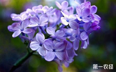 谁知道蓝色丁香花的花语啊?
