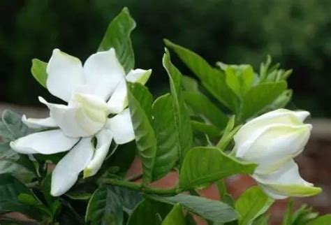 栀子花之爱_爸妈的爱作文700字[集锦8篇]