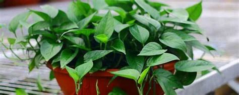 冬季绿萝如何浇水