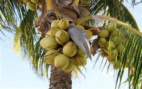 海南有椰子吗?