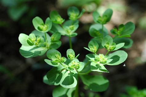 这是什么植物