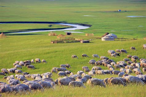 割青草喂羊的危害