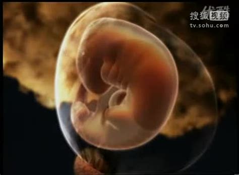 10周胎儿清晰大图