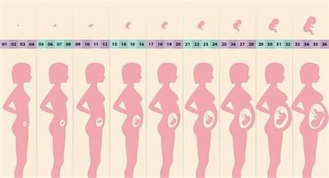 孕1-40周胎儿腹围发育标准