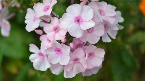 什么花一年四季都会开花的