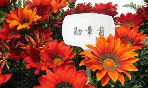 菊花花语是什么