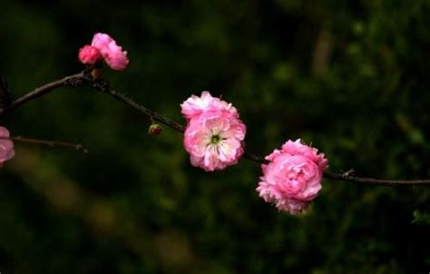 榆叶梅是什么季节开