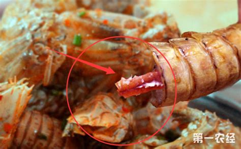 怀孕能不能吃皮皮虾?