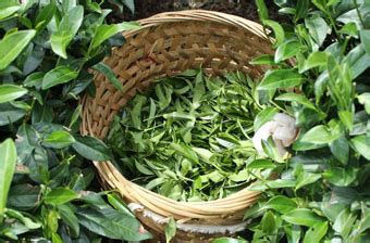 结束了贵州茶叶没有中国驰名商标历史的茶是什么