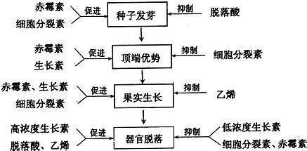 植物激素是什么