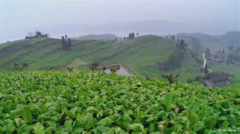 重慶榨菜產地在那