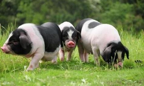 猪的品种有哪些品种