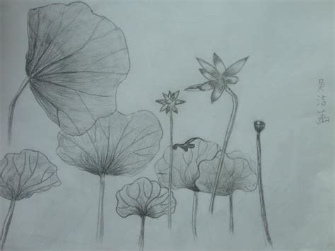 荷花-小学生写物作文350字[精选6则]