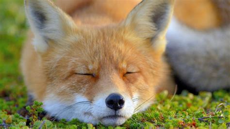狐子是什么科是什么动物