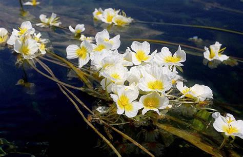 菜花是什么意思