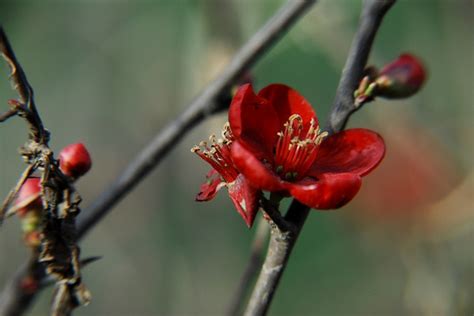 紅莓花兒開原唱者是誰