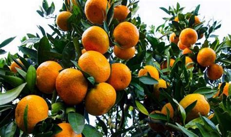 盆栽橘是如何繁殖的?谢谢
