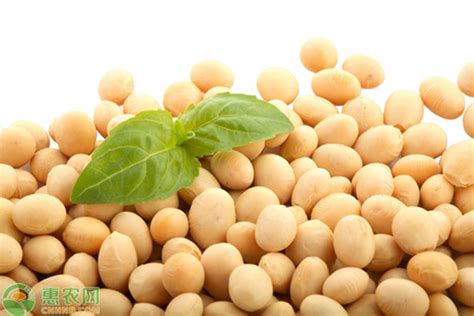 今日的黃豆價(jià)格是多少?誰來回答?