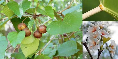 梧桐树的一生_植物作文250字(集锦4篇)