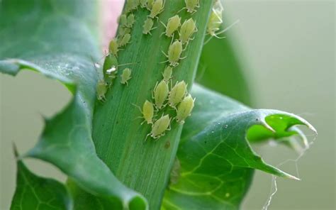 图中植物上是蚧壳虫吗?怎么除?