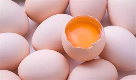 白鸡蛋是什么蛋?