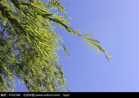 校园的柳树日子200字（共8则）