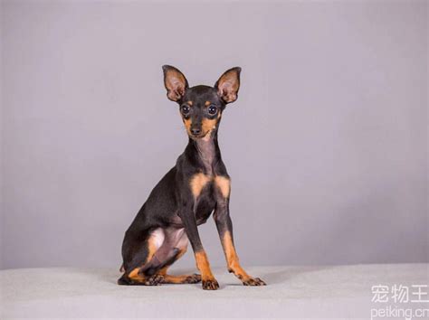 什么是美洲猎鹿犬,宠物美洲猎鹿犬的习性特征与喂养等介绍