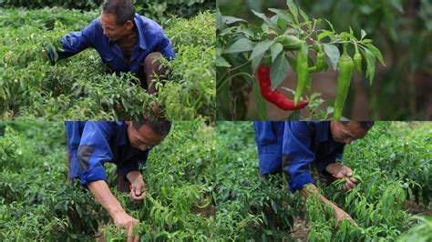 抢根菜是什么