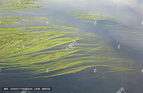 适合冷水鱼的水草的种类,缸不大,什么水草适合种植,便宜的最好.附图片最好了哦```