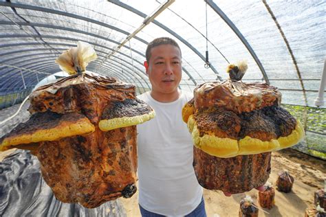 去那里学桑黄种植技术