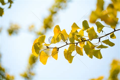 银杏树叶子发黄是怎么回事
