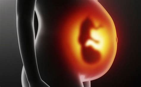怀孕后胎儿几个月开始发育