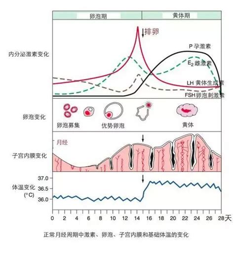 排卵后第14天hcg193