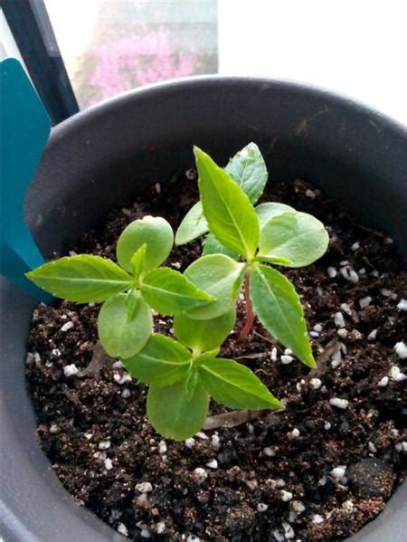 花苗的经典微博说说【推荐106条】