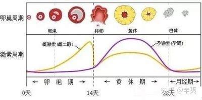 姨妈期乳房胀痛怎么缓解