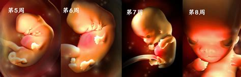 怀孕两个月胎儿图