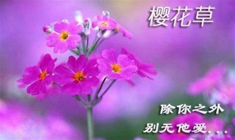 樱草的花语是什么