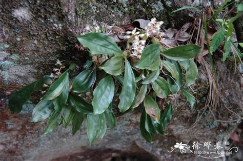 石橄榄甚么时候开花