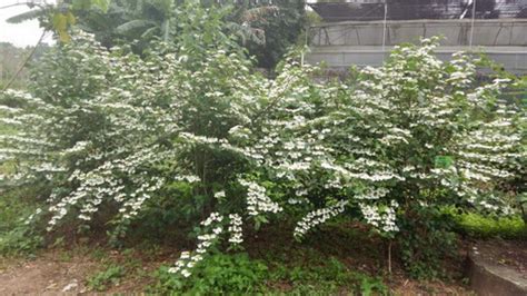 荚蒾花是怎样的花?什么样子的.